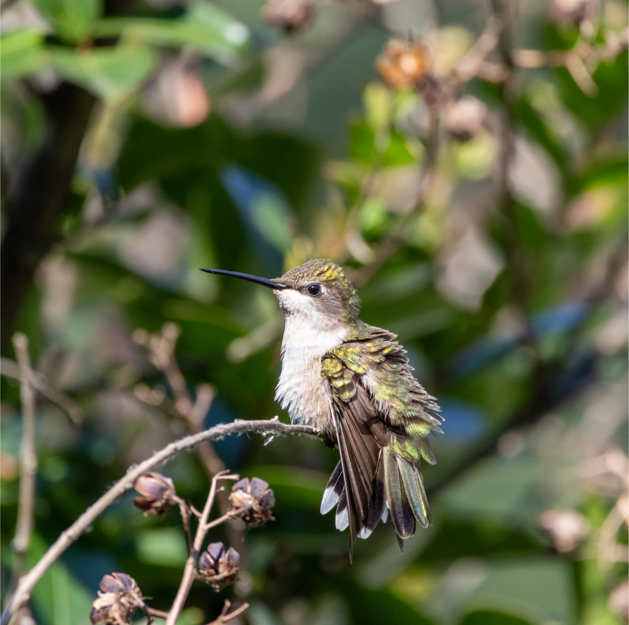 The Backyard Sanctuary Gallery